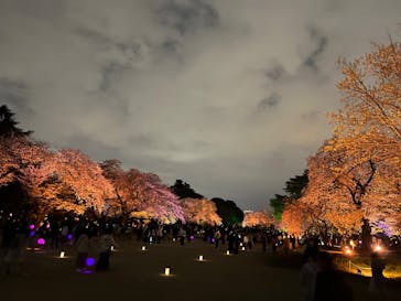 NAKED 桜の新宿御苑 2023に投稿された画像（2023/4/1）