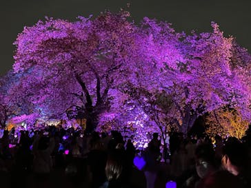 NAKED 桜の新宿御苑 2023に投稿された画像（2023/4/1）