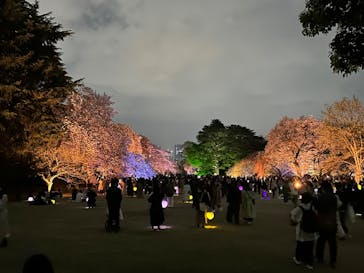 NAKED 桜の新宿御苑 2023に投稿された画像（2023/4/1）