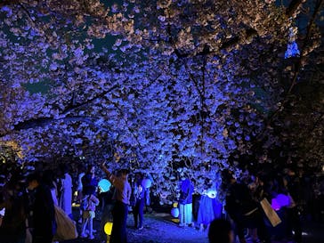 NAKED 桜の新宿御苑 2023に投稿された画像（2023/4/1）