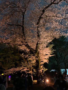 NAKED 桜の新宿御苑 2023に投稿された画像（2023/4/1）