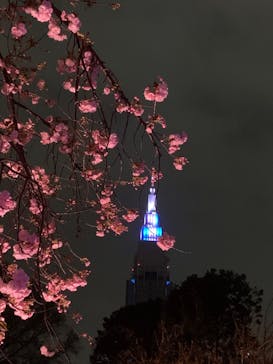 NAKED 桜の新宿御苑 2023に投稿された画像（2023/4/1）