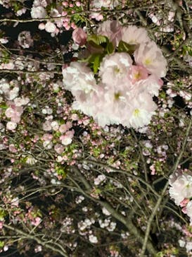 NAKED 桜の新宿御苑 2023に投稿された画像（2023/4/1）