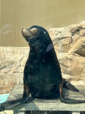 サンシャイン水族館に投稿された画像（2023/4/1）
