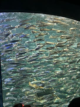 サンシャイン水族館に投稿された画像（2023/4/1）