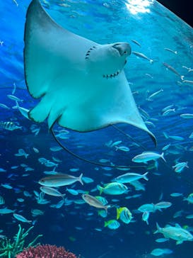 サンシャイン水族館に投稿された画像（2023/4/1）