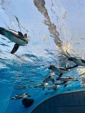 サンシャイン水族館に投稿された画像（2023/4/1）