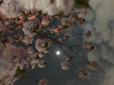 NAKED 桜の新宿御苑 2023に投稿された画像（2023/4/1）