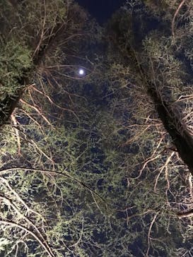 NAKED 桜の新宿御苑 2023に投稿された画像（2023/4/1）