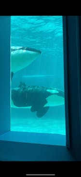 鴨川シーワールドに投稿された画像（2023/4/1）