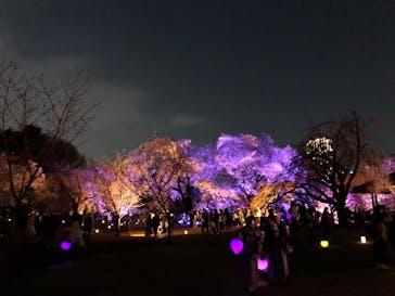 NAKED 桜の新宿御苑 2023に投稿された画像（2023/4/1）