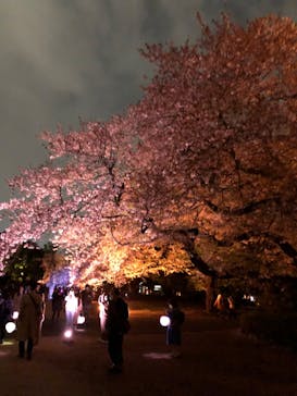 NAKED 桜の新宿御苑 2023に投稿された画像（2023/4/1）