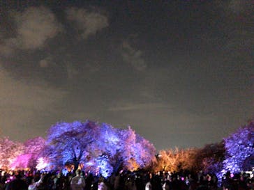 NAKED 桜の新宿御苑 2023に投稿された画像（2023/4/1）