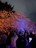 NAKED 桜の新宿御苑 2023に投稿された画像（2023/4/1）