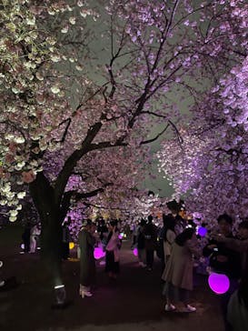 NAKED 桜の新宿御苑 2023に投稿された画像（2023/4/1）