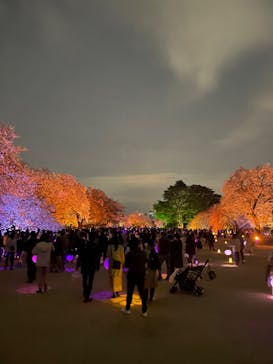 NAKED 桜の新宿御苑 2023に投稿された画像（2023/4/1）