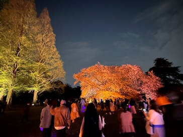 NAKED 桜の新宿御苑 2023に投稿された画像（2023/4/1）