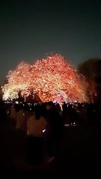 NAKED 桜の新宿御苑 2023に投稿された画像（2023/4/1）