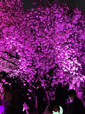 NAKED 桜の新宿御苑 2023に投稿された画像（2023/4/1）