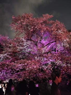 NAKED 桜の新宿御苑 2023に投稿された画像（2023/4/1）