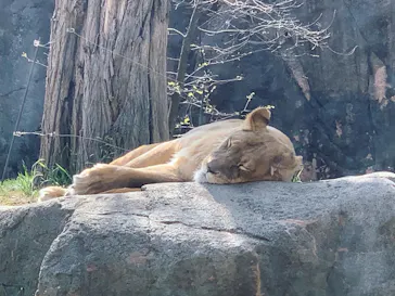 天王寺動物園に投稿された画像（2023/4/1）