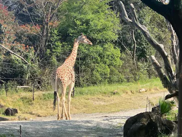 天王寺動物園に投稿された画像（2023/4/1）