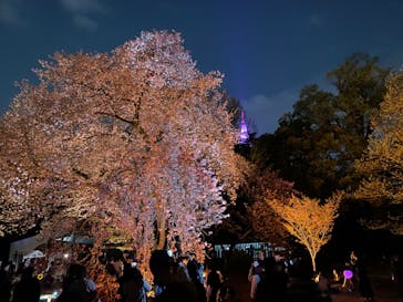 NAKED 桜の新宿御苑 2023に投稿された画像（2023/4/1）