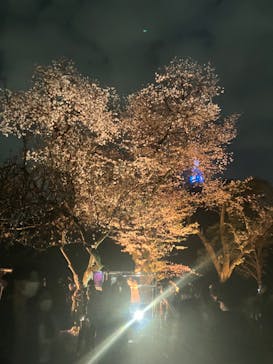 NAKED 桜の新宿御苑 2023に投稿された画像（2023/4/1）