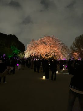 NAKED 桜の新宿御苑 2023に投稿された画像（2023/4/1）