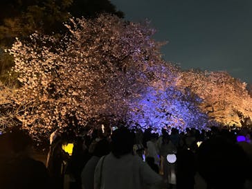 NAKED 桜の新宿御苑 2023に投稿された画像（2023/4/1）