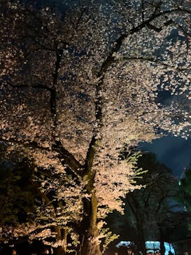 NAKED 桜の新宿御苑 2023に投稿された画像（2023/4/1）