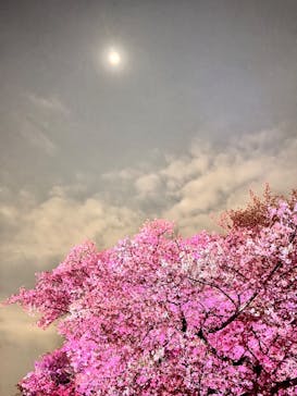 NAKED 桜の新宿御苑 2023に投稿された画像（2023/4/1）