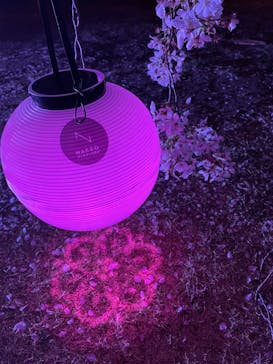 NAKED 桜の新宿御苑 2023に投稿された画像（2023/4/1）