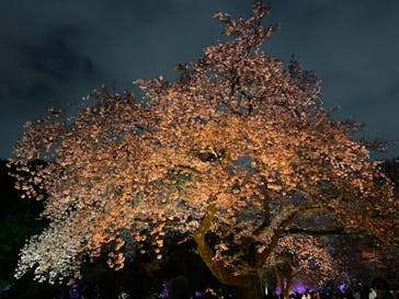 NAKED 桜の新宿御苑 2023に投稿された画像（2023/4/1）