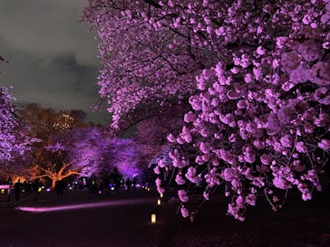 NAKED 桜の新宿御苑 2023に投稿された画像（2023/4/1）