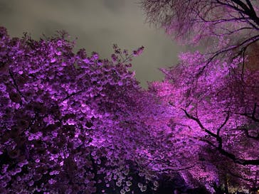 NAKED 桜の新宿御苑 2023に投稿された画像（2023/4/1）