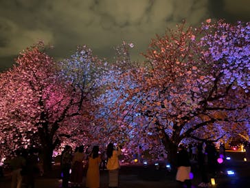 NAKED 桜の新宿御苑 2023に投稿された画像（2023/4/1）