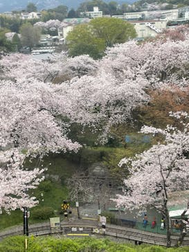 小田原城に投稿された画像（2023/4/1）