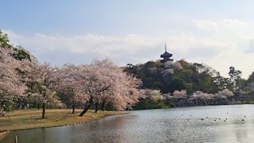 三溪園に投稿された画像（2023/4/1）