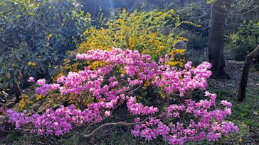 三溪園に投稿された画像（2023/4/1）