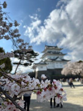 小田原城に投稿された画像（2023/4/1）