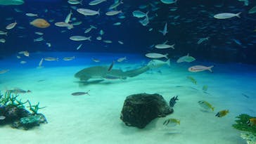 サンシャイン水族館に投稿された画像（2023/4/1）