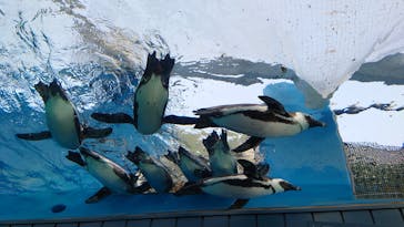 サンシャイン水族館に投稿された画像（2023/4/1）