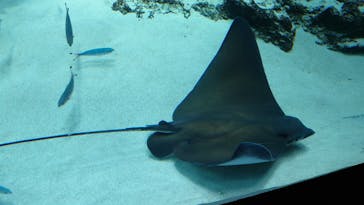 サンシャイン水族館に投稿された画像（2023/4/1）