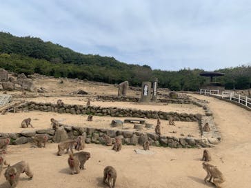 小豆島　銚子渓　自然動物園　お猿の国に投稿された画像（2023/4/1）