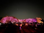 NAKED 桜の新宿御苑 2023に投稿された画像（2023/4/2）