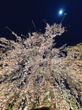 『NAKED FLOWERS 2023 桜 世界遺産・二条城』に投稿された画像（2023/4/1）