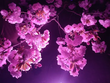 NAKED 桜の新宿御苑 2023に投稿された画像（2023/4/1）