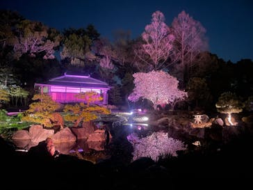 『NAKED FLOWERS 2023 桜 世界遺産・二条城』に投稿された画像（2023/4/1）
