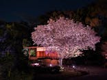 『NAKED FLOWERS 2023 桜 世界遺産・二条城』に投稿された画像（2023/4/2）